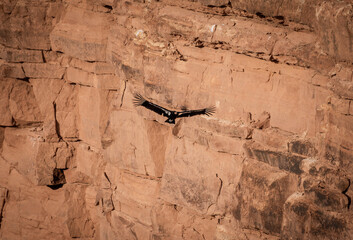 A magnificent California Condor soars gracefully along a rugged cliff face in Marble Canyon, Arizona. This image captures the bird's impressive wingspan and the breathtaking beauty of nature - USA