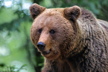 Brown bear - close encounter with a  wild brown bear eating in the forest and mountains of the...