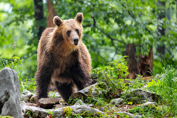Brown bear - close encounter with a  wild brown bear eating in the forest and mountains of the...