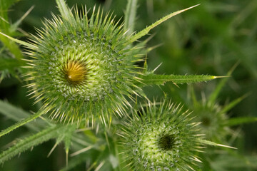 Close up of a green, spiky, prickly scotch thistle weed bud. Defensive design protects it. 
