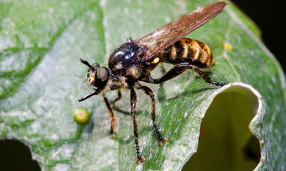 fly on a leaf
