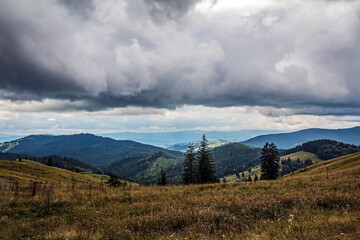 Landscapes - Forest - Europe, Romania, Suceava region