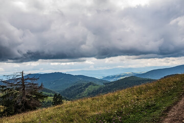 Landscapes - Forest - Europe, Romania, Suceava region