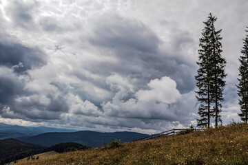 Landscapes - Forest - Europe, Romania, Suceava region