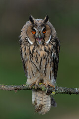 Beautiful long-eared owl (Asio otus) on a branch in Gelderland in the Netherlands with a dark background .