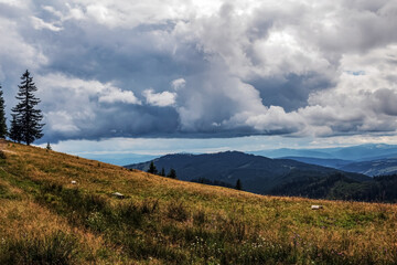 Landscapes - Forest - Europe, Romania, Suceava region