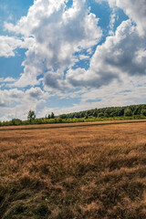 Landscapes - Forest - Europe, Romania, Suceava region