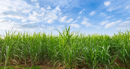 field of sugarcane is shown with a blue sky in the background