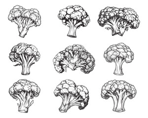 Set of broccoli vector illustrations - hand drawn broccoli - black and white broccoli isolated on white background
