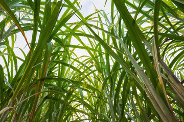 field of sugarcane is shown with a blue sky in the background