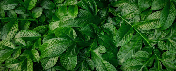  lush green plant with leaves that are very close together