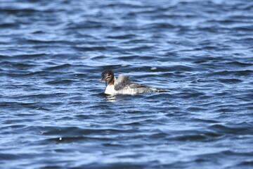 Common merganser on the Baltic Sea, Poland