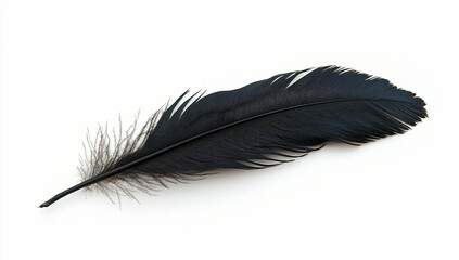 Black feather isolated on white background