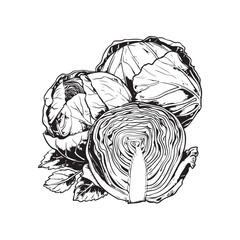 Vector drawing of cabbage on white background - black and white sketch of cabbage