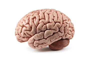 Obraz premium 3d Realistic Human brain isolated on white background 