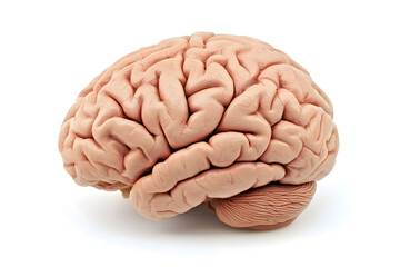 Fototapeta premium 3d Realistic Human brain isolated on white background 