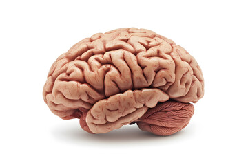 Fototapeta premium 3d Realistic Human brain isolated on white background 