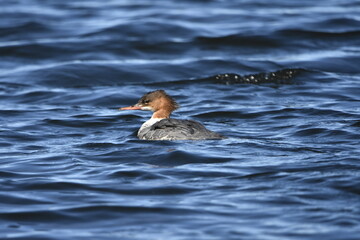 Common merganser on the Baltic Sea, Poland