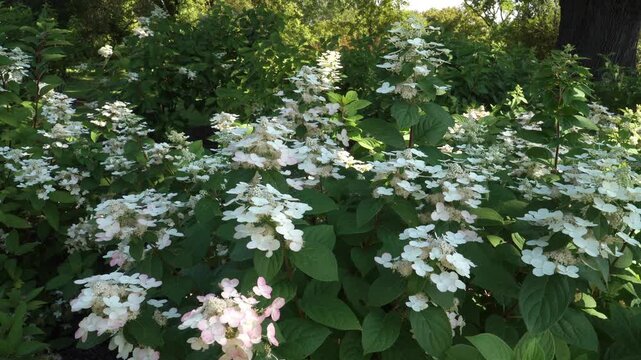 The "Unique" variety of Hydrangea paniculata, showcased in a nature park, is a stunning flowering deciduous shrub from the Hydrangeaceae family that develops remarkable clusters of blooms in summer.