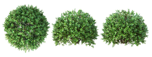 boxwood sphere hedges front view, top view, side view isolated on white background