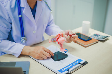 Urologists measure the size of the female genitalia using the Female Genital Health Examination.