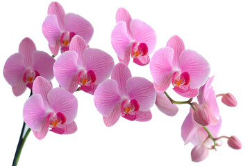 Stunning arrangement of orchid flowers presented in a pot, perfectly isolated on a transparent background, highlighting their beauty and intricate details.