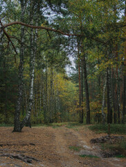 autumn in the forest