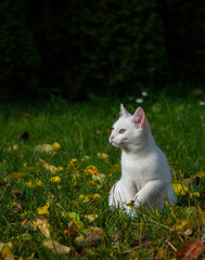 white cat in the grass