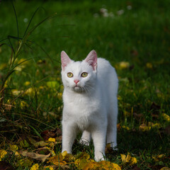 white cat on the grass