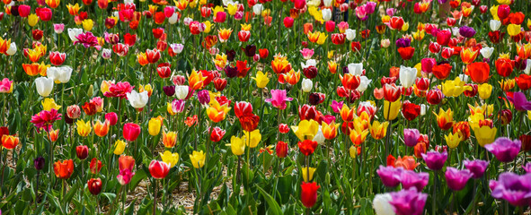 field of red tulips