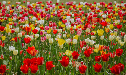 field of tulips