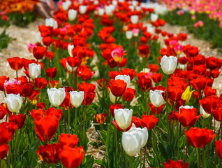 field of tulips