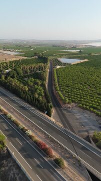Vertical drone video panning from the AP7 motorway to lemon fields and a water reservoir near Torrevieja, capturing diverse agricultural and natural scenery