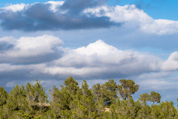 A view of dense green forest trees reaching up towards a vibrant blue sky filled with puffy white clouds, creating a serene and tranquil natural landscape in Tarragona Spain