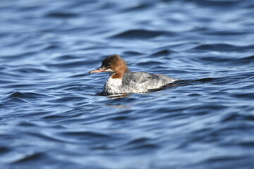 Common merganser on the Baltic Sea, Poland