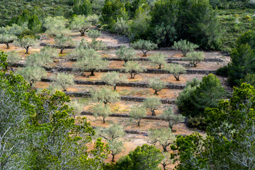 An aerial view of a terraced olive grove featuring stone walls and a number of olive trees scattered over the landscape surrounded by lush greenery in Tarragona Spain