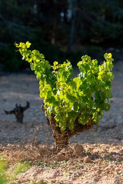 An image depicting a young grapevine flourishing in a vineyard under the warm sunlight, reflecting early stages of growth, hope, and the promise of a bountiful harvest in Penedes wine region in Spain
