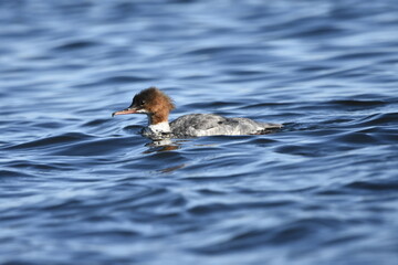 Common merganser on the Baltic Sea, Poland