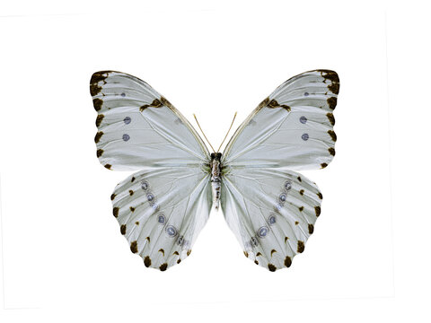 morpho catenarius isolated on white background