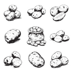 Set of potato vector illustrations - hand drawn potato - black and white potato isolated on white background