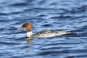 Common merganser on the Baltic Sea, Poland