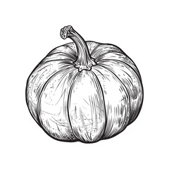 Pumpkin vector design on white background - black and white pumpkin sketch