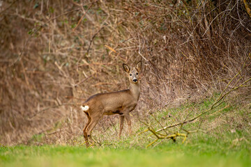 Deer in search of food in spring