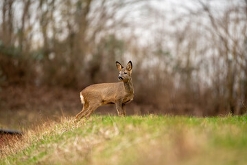 Fototapeta premium Deer in search of food in spring