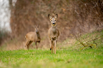 Deer in search of food in spring