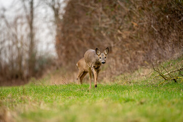 Deer in search of food in spring