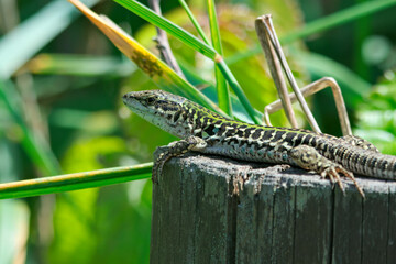 Lucertola al sole