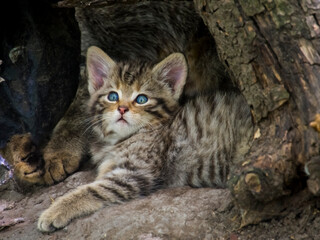 European wild cat baby in a den