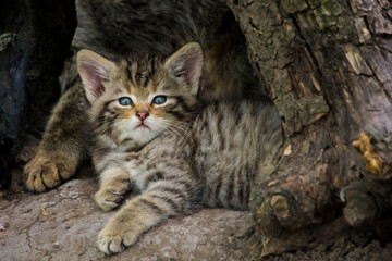 European wild cat baby in a den