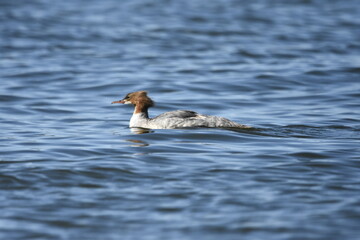 Common merganser on the Baltic Sea, Poland